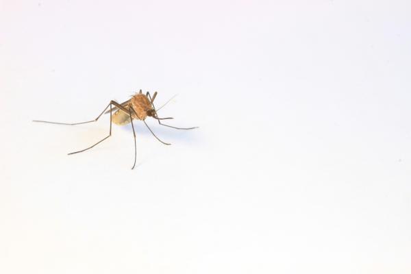 mosquito